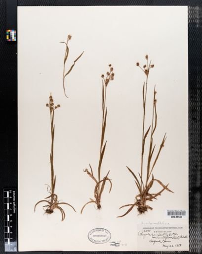 Luzula campestris