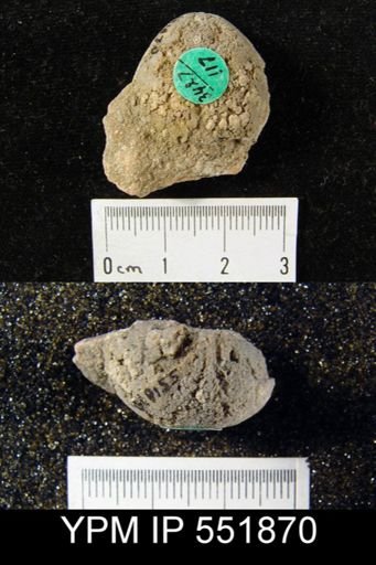 Gypidula sp.