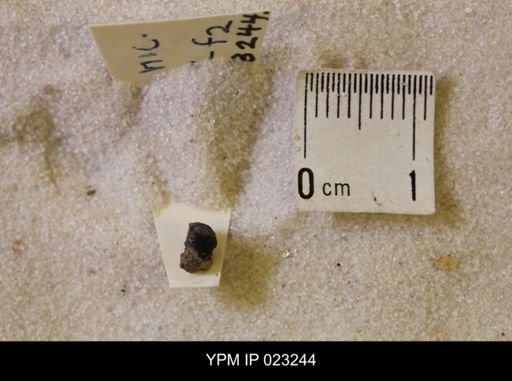 Hoploscaphites nicolletii