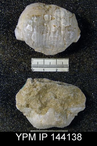Productus (Dictyoclostus) indicus