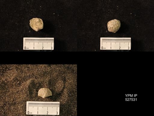 Pustula nebrascensis