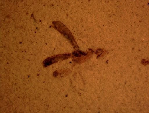 undet. Diptera