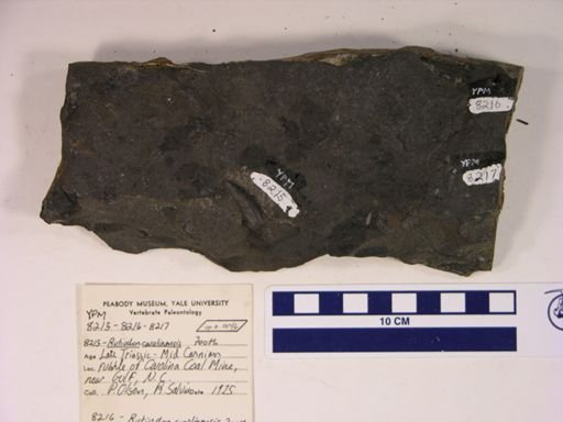 Rutiodon carolinensis