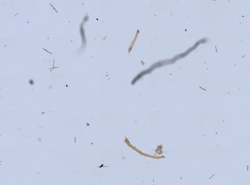 Trochospongilla pennsylvanica