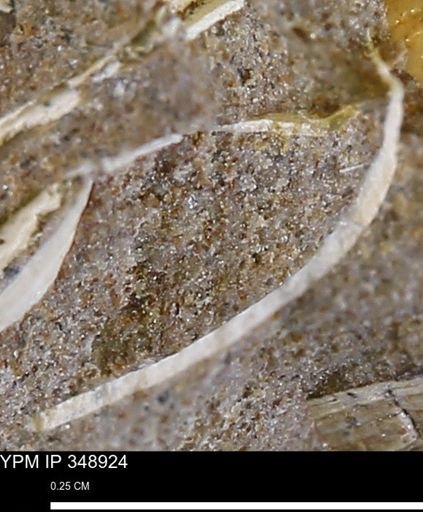 undet. Mollusca
