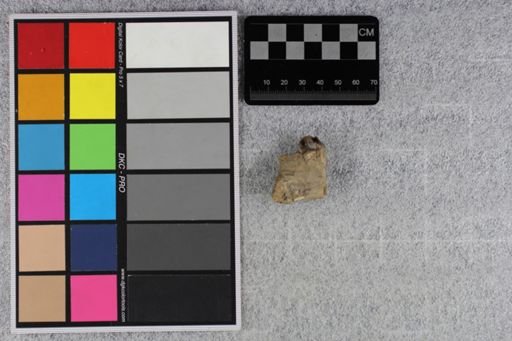 Merycoidodon culbertsoni