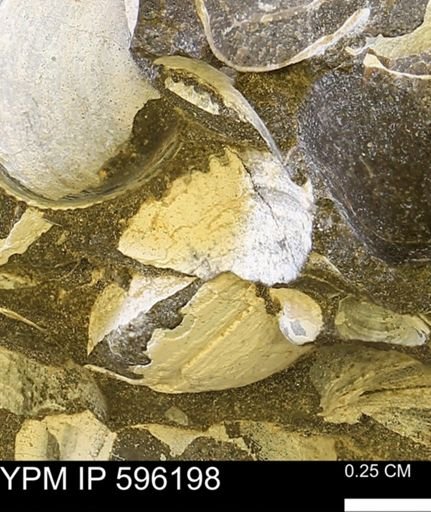Limopsis striatopunctatus