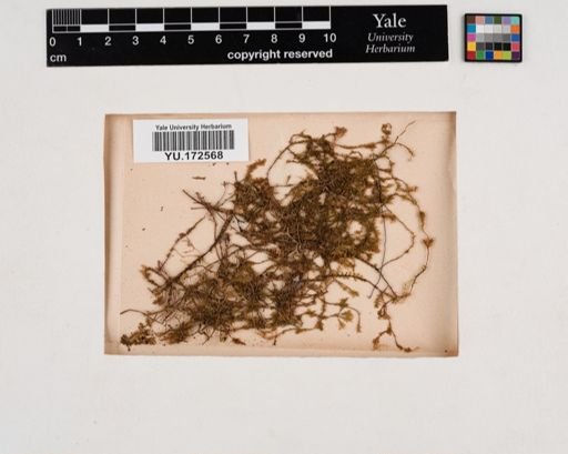 Plantae