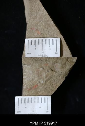undet. Arthropoda