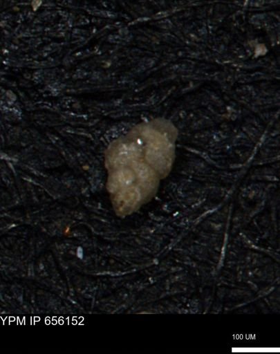 Bimonilina variana