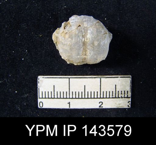 Marginifera typica