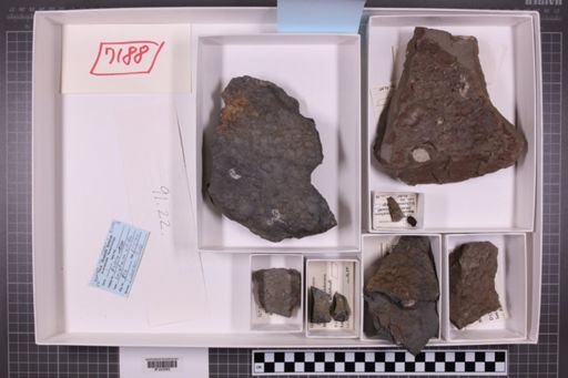 mixed taxa, stratigraphic collection