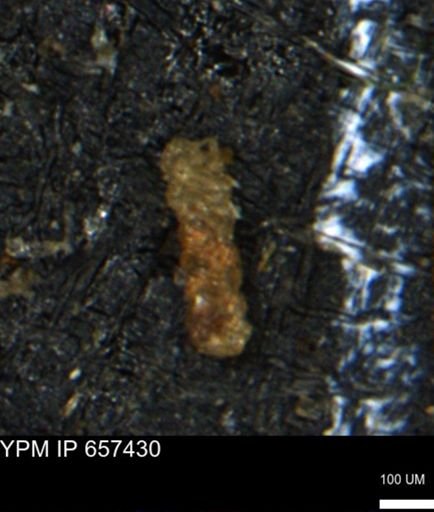 Ammobaculoides phaulus