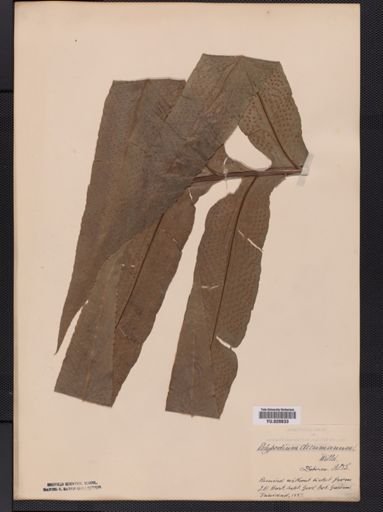 Polypodium