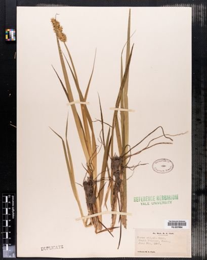 Carex stipata