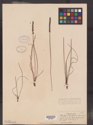 Plantae