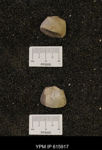Lucinidae