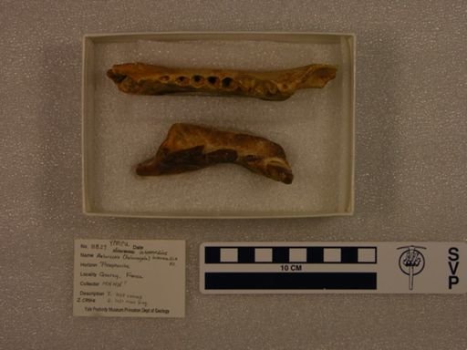 Nimravus intermedius
