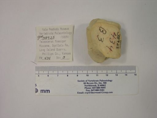 Teleoceras fossiger