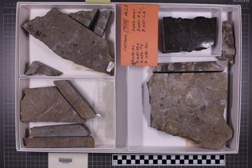 mixed taxa, stratigraphic collection