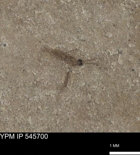 undet. Insecta