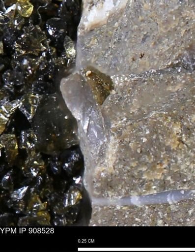 undet. Mollusca