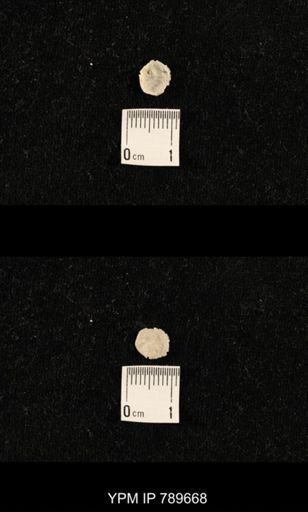 undet. Brachiopoda