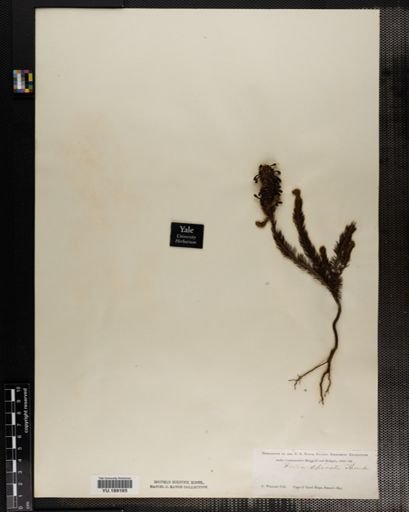 Plantae