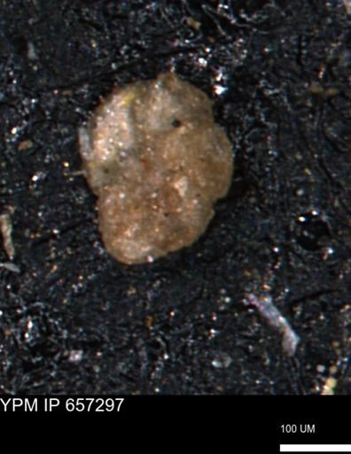 Alveolophragmium linki