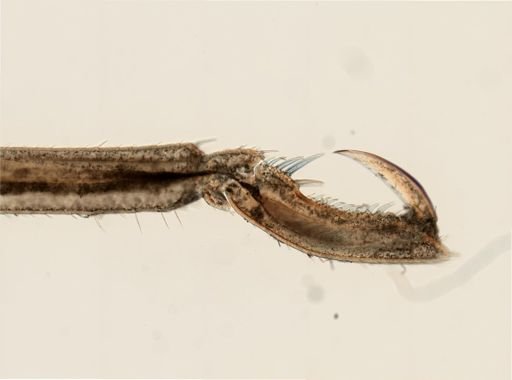 Anoplodactylus lentus