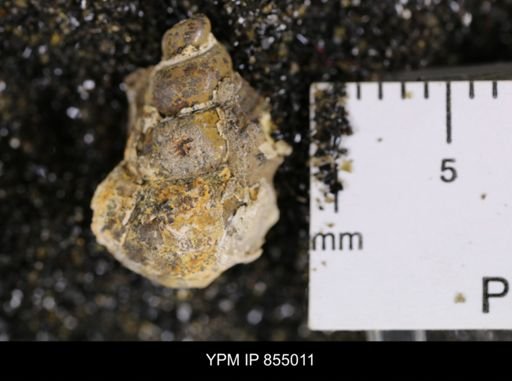 undet. Gastropoda