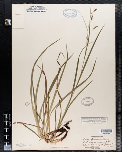 Carex formosa