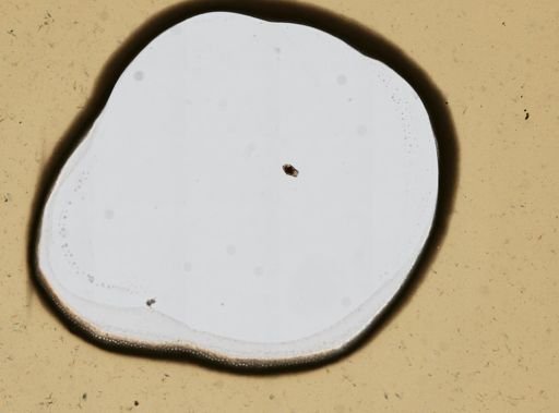 Lophocharis salpina