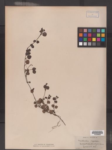 Mitchella repens