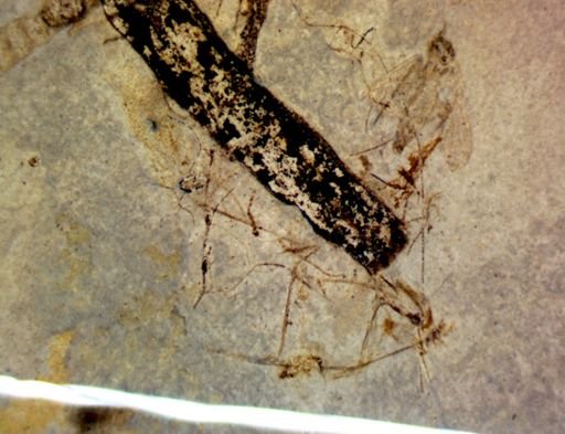 undet. Diptera