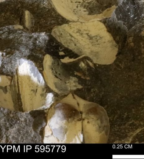 Protocardia sp.
