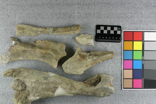 Subhyracodon sp.