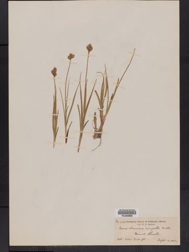 Carex