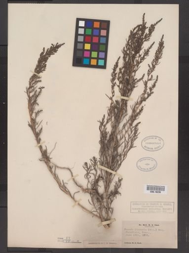 Suaeda linearis