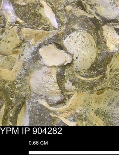 undet. Mollusca