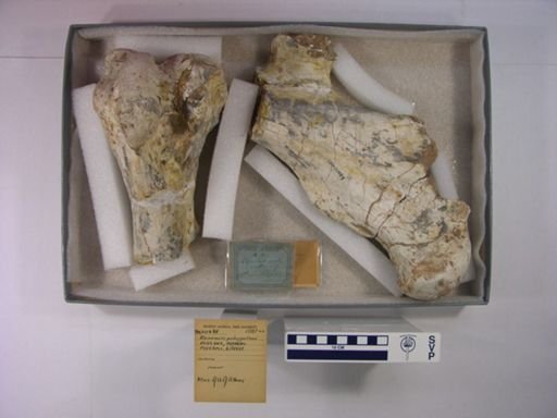 Chilotherium?