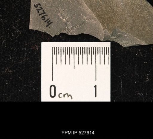 undet. Ophiuroidea