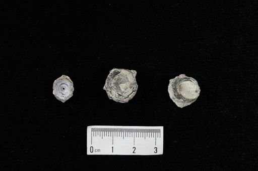 undet. Actinopterygii
