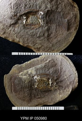 Anthracaris gracilis