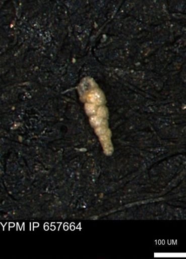 Verneuilinoides kansasensis