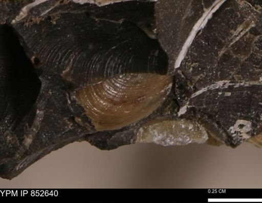 Limopsis striatopunctatus