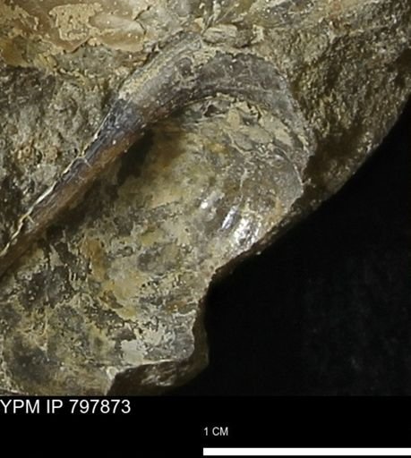 Inoceramus