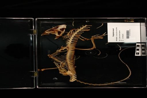 Physignathus lesueurii