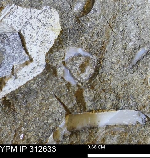 undet. Bivalvia