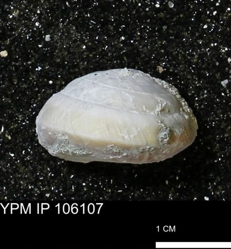 Poecilozonites bermudensis zonatus